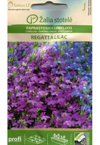 Lobelia fountains "Regatta Lilac"