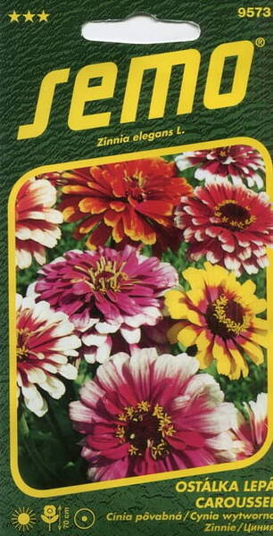 Elegant zinnia "Caroussel"