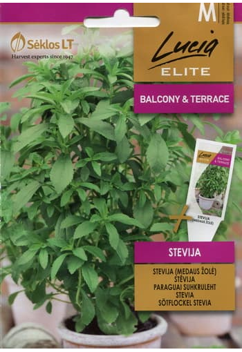 Sockerplanta Stevia 
