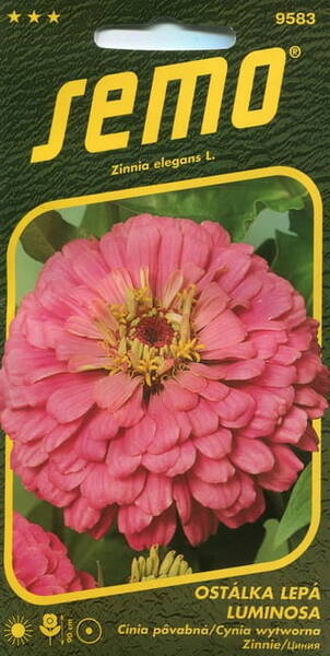 Zinnia "Luminosa"