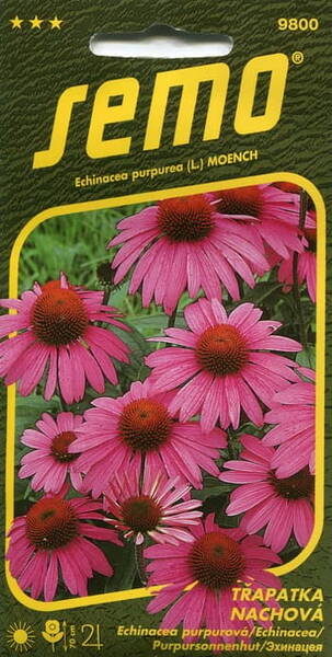 Purple coneflower (Sampson root)