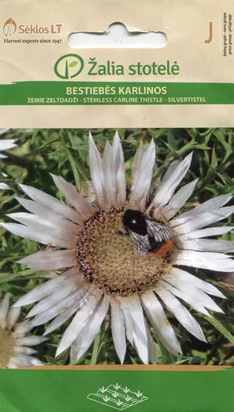 Карлина "Морская звезда" (Carlina acaulis ssp. simplex)