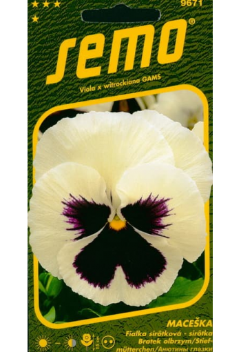 Garden Pansy "White with Violet"