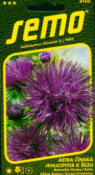 Aster "Electric violet"