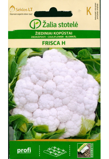 Cauliflower "Frisca" F1