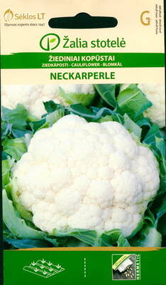 Blomkål "Neckarperle"