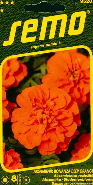 French marigold "Bonanza Deep Orange"