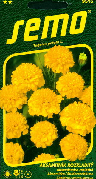 French marigold double "Petit Yellow"