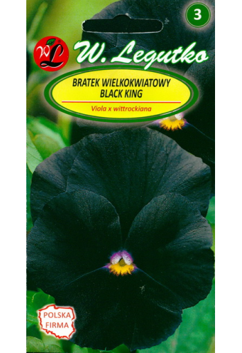 Garden pansy "Black King"