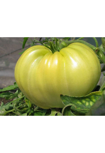 Tomaatti "White Oxheart"