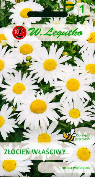 Daisy - max chrysanthemum