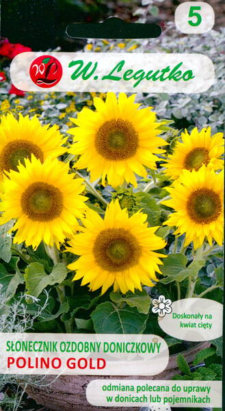 Decorative low sunflower "Polino Gold"