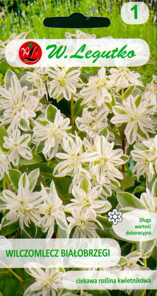 Variegated spurge "Mountain snow"