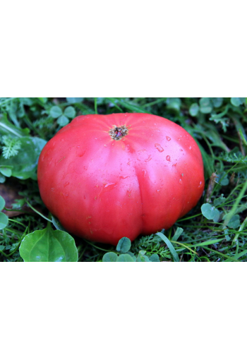Tomato "Early Love" (Rannyaya Lyubov)