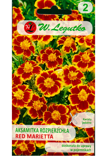 Signet marigold "Red Marietta" (single french marigold)