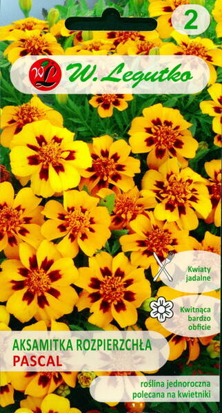 French marigold single "Pascal"