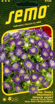 Aster madalkasvuline "Pinocchio Blue"