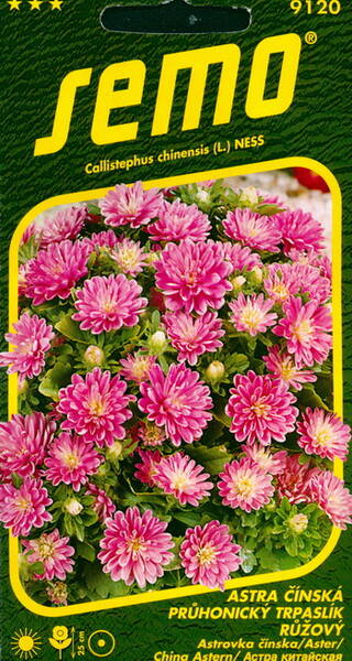 Aster undersized "Pinocchio Pink"