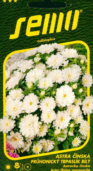 Aster undersized "Pinocchio White"