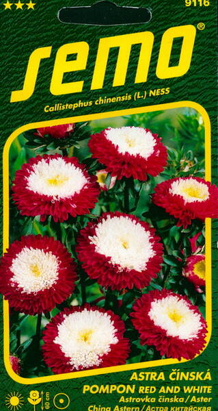 Aster pompon "Punane valgega"