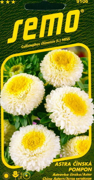 Aster pompon "White and yellow"