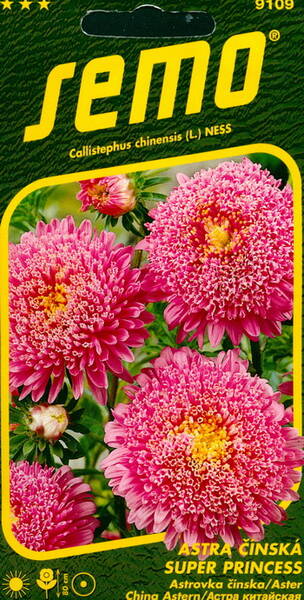 Aster pompon "Super Princess Pink"