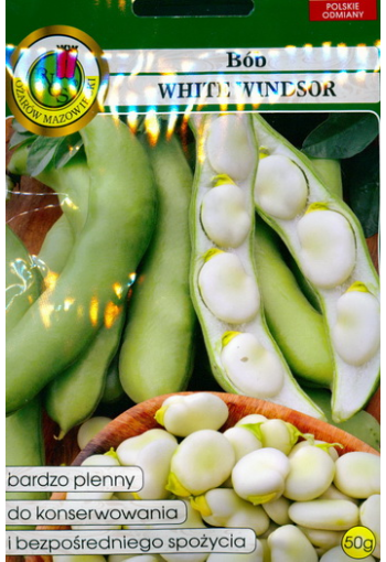 Broad bean "White Windsor" (5000,0 g)