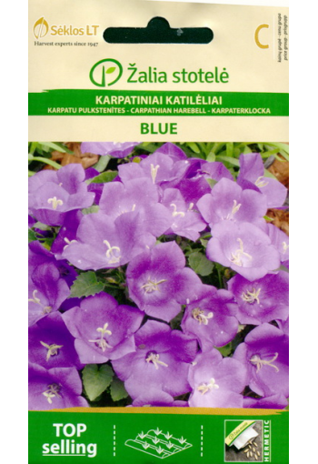 Bellflower carpatica "Blue"