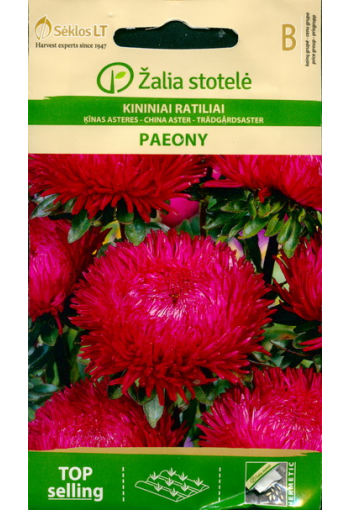 Aster "Paeony Red"