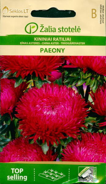 Sommaraster "Paeony Red"