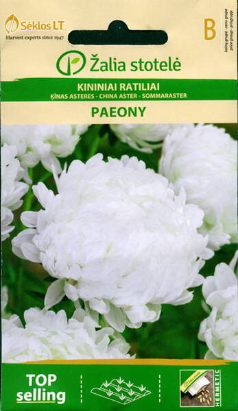 Aster "Paeony White"