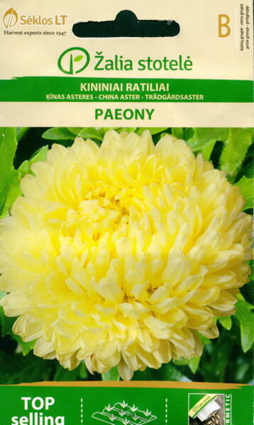 Aster "Paeony Yellow"