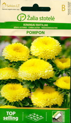 Aster pompon "Golden Velour"