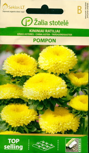 Aster pompoon "Golden Velour"