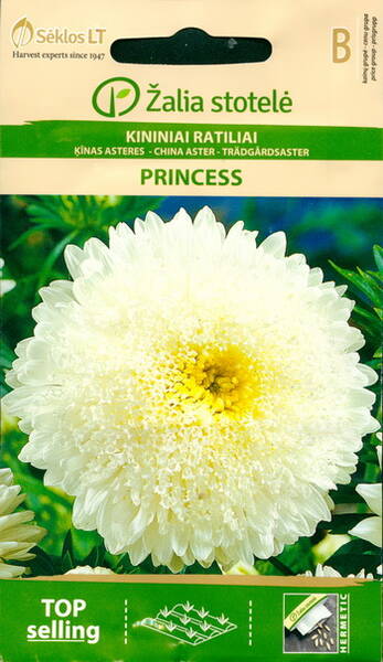 Aster "Princess White"