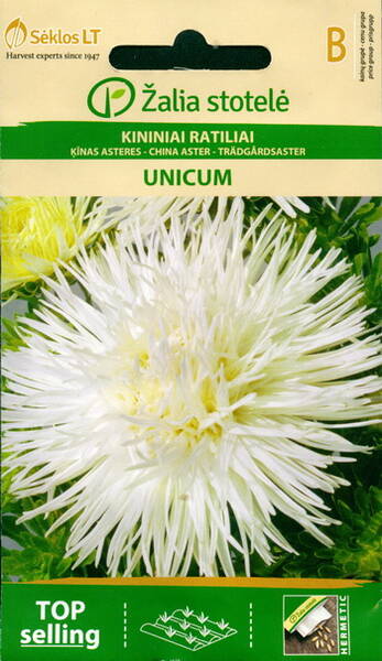 Aster "Unicum White"