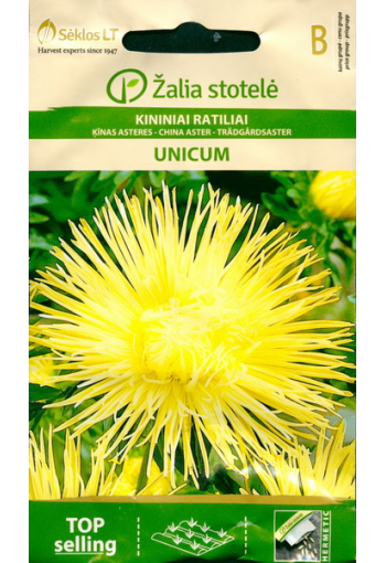 Aster "Unicum Yellow"
