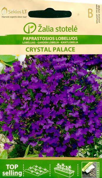 Lobelia "Crystal Palace"