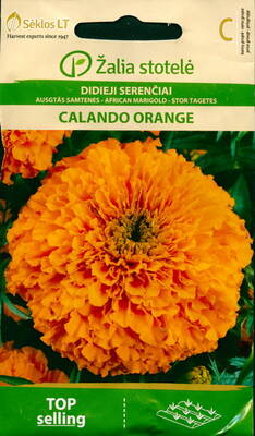 Sammetsblomster "Calando Orange"