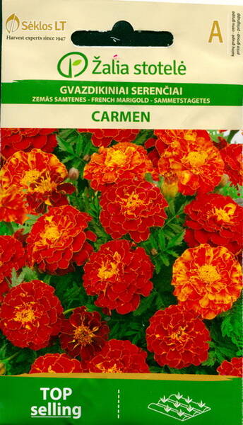 Ryhmäsamettikukka "Carmen"