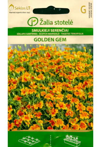 French marigold single "Golden Gem"