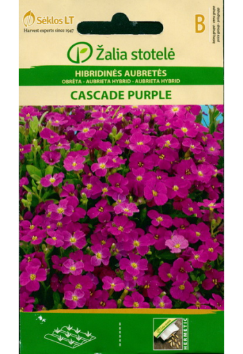 Aubrietia "Cascade Purple"