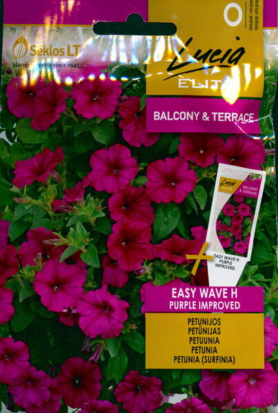 Petunia "Easy Wave Purple Improved" F1 (Surfinia)