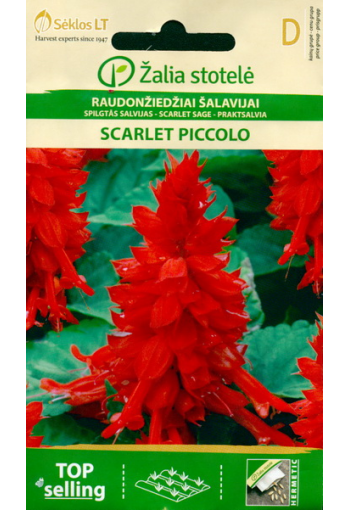 Leeksalvei madal "Scarlet Piccolo"