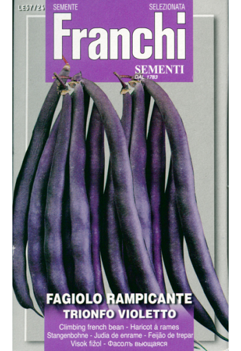 French bean climbing "Trionfo Violetto"