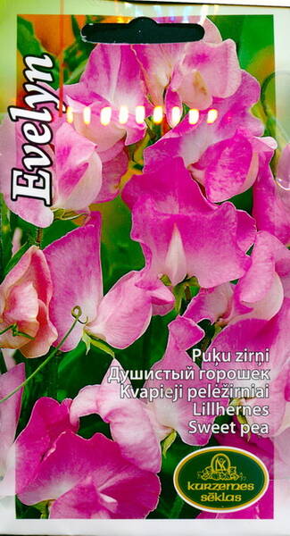 Sweet pea "Evelyn"