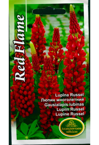 Blomsterlupin "Russel Red Flame"