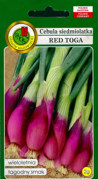 Welsh Onion "Red Toga" (Bunching Onion, Wintry green onion)