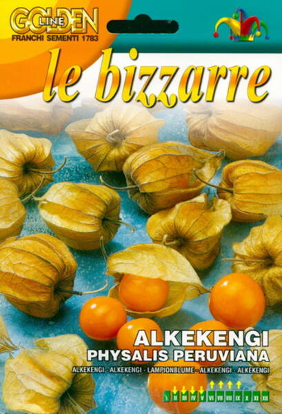 Physalis peruana "Alkekengi" Physalis peruana "Alkekengi"