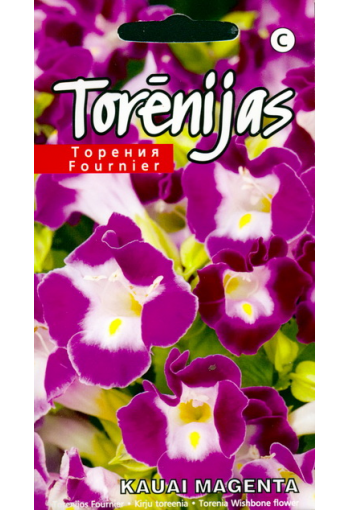 Torenia "Kauai Magenta"